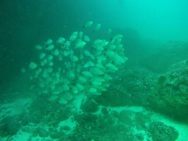  plongée en apnée à Las Marietas 